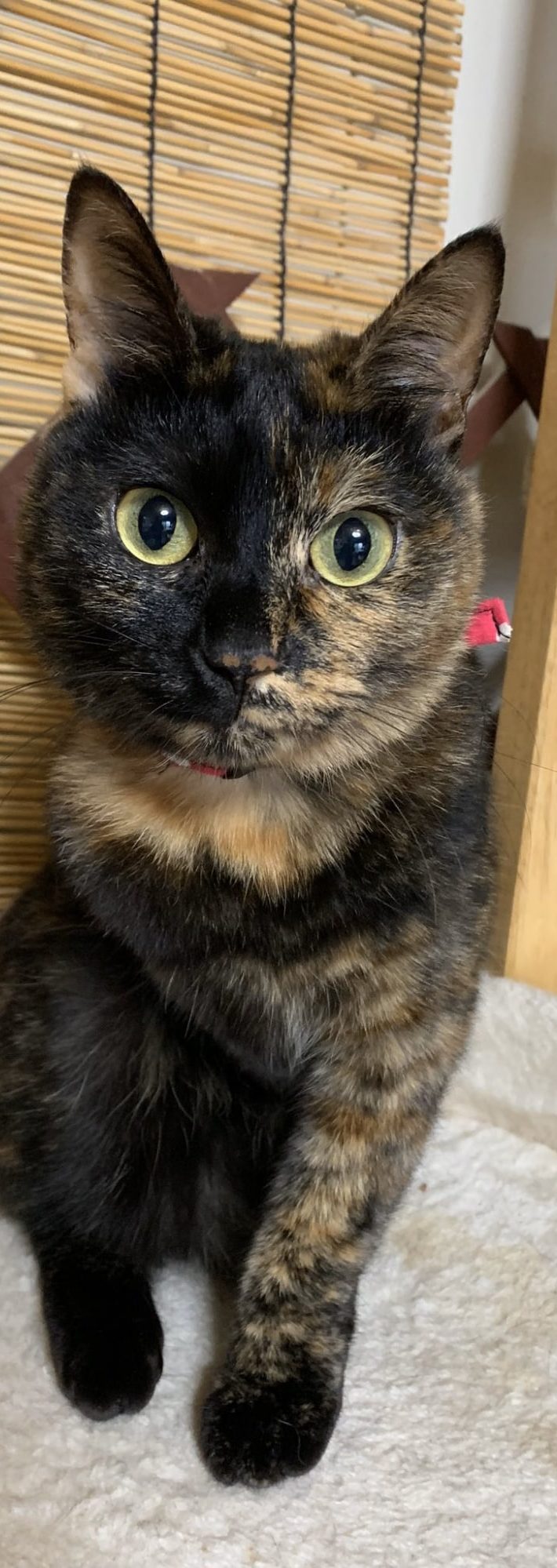 ひまわりちゃん