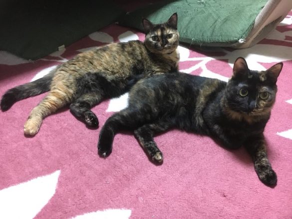 たらぴょんさんをサビ猫マニアにした2匹