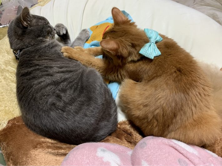 「2匹を離すことは考えられなかった」とひまりさん