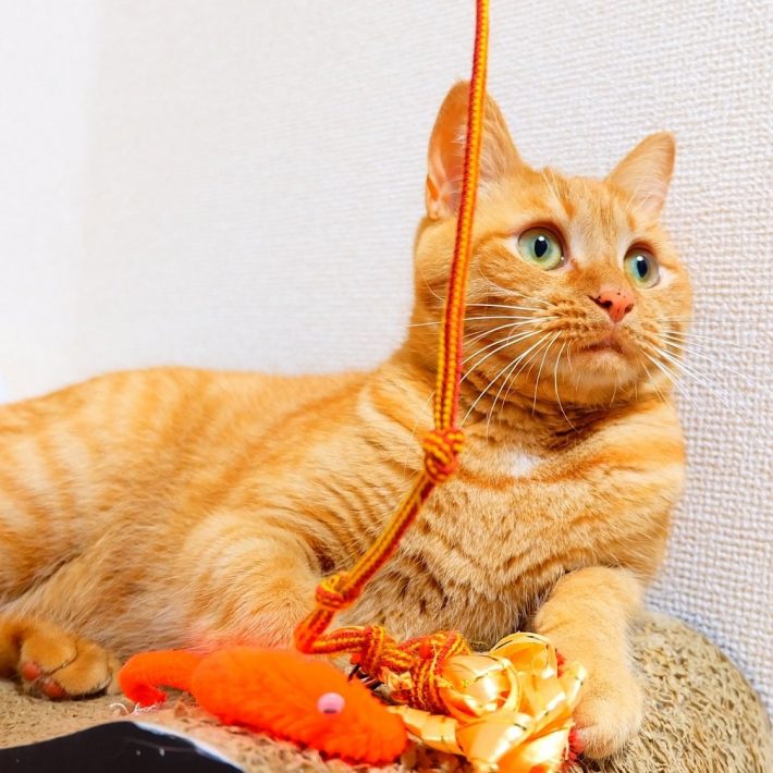 飼い主さんが魅了されるぷっくりマズル