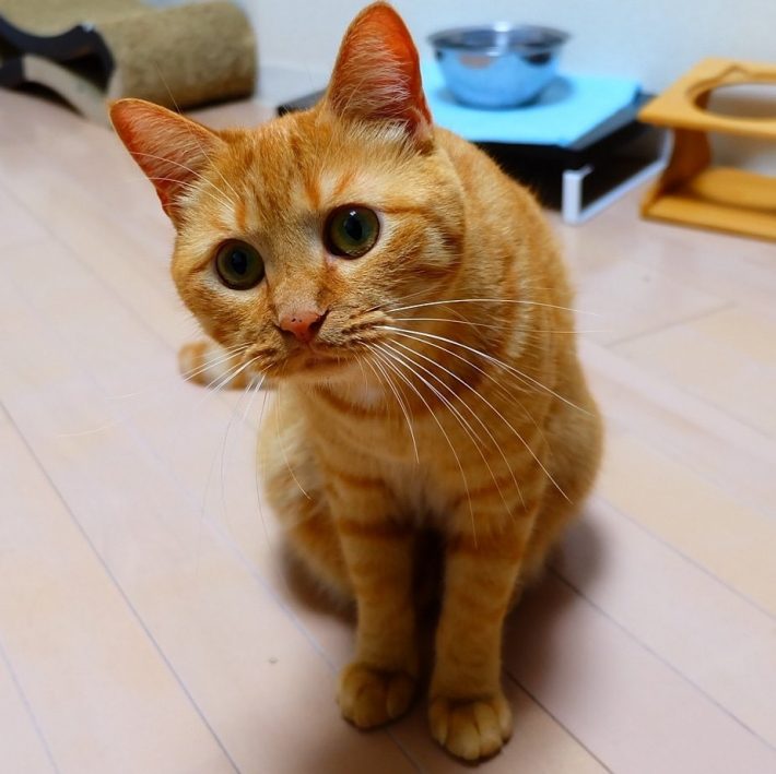 のぞきこむ表情が愛くるしい