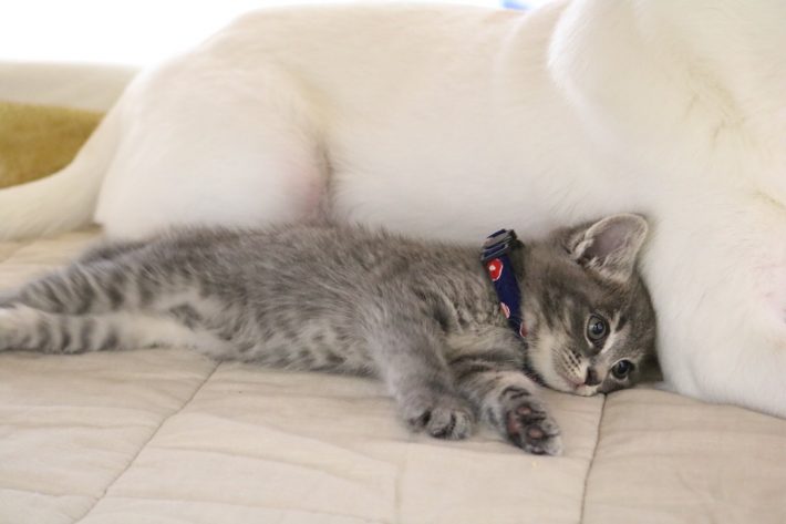 子猫時代のささみくん