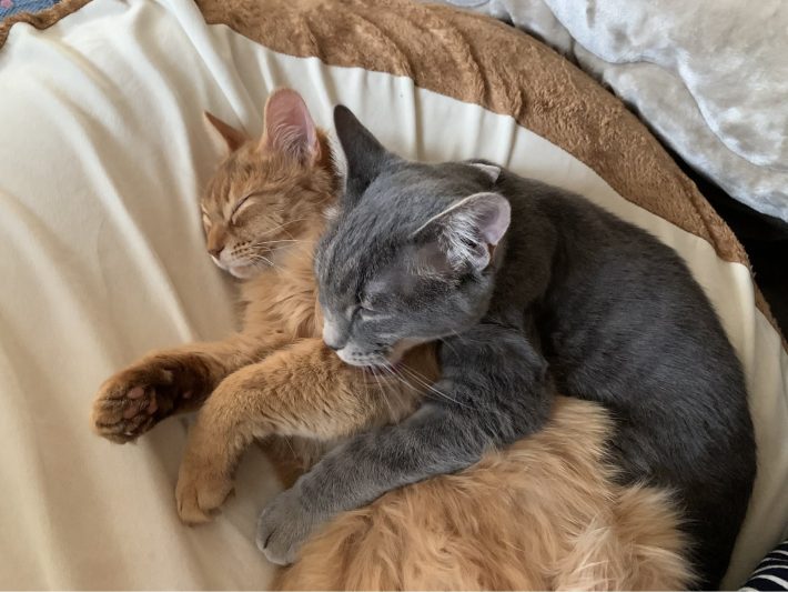 2匹は飼い主も羨むラブラブっぷり