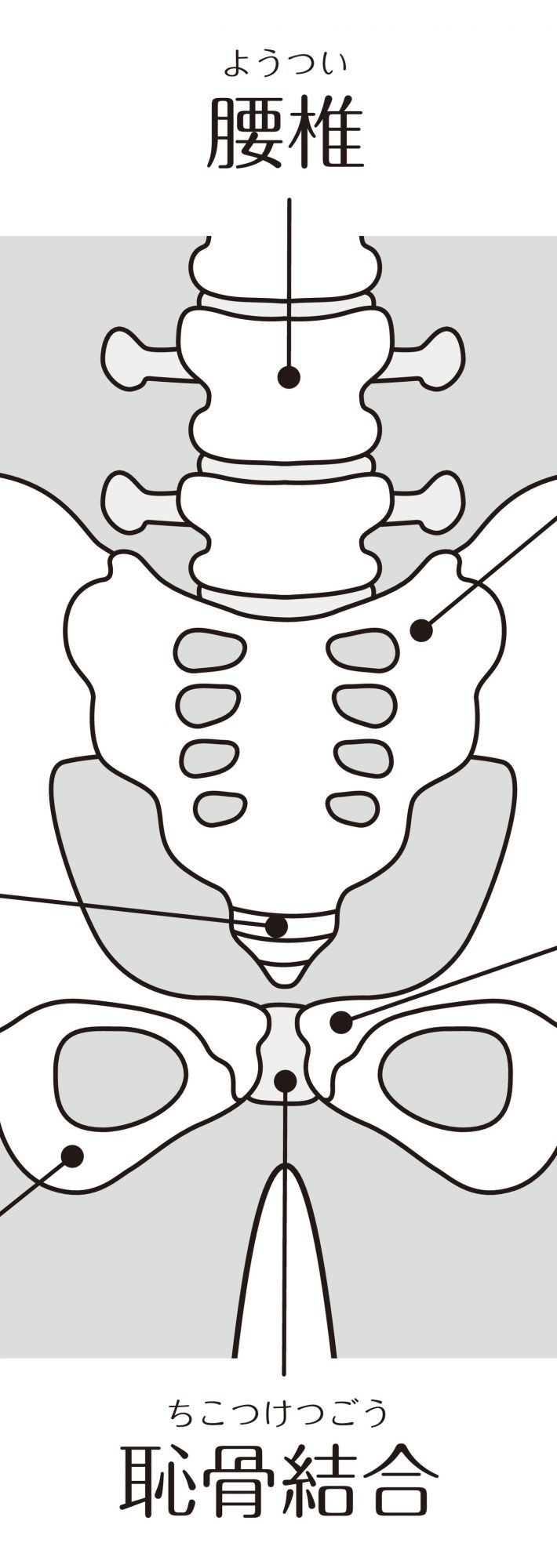 そもそも骨盤の歪みってなに？