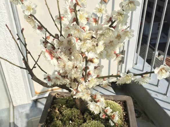 夫が大事に育てていた梅の盆栽