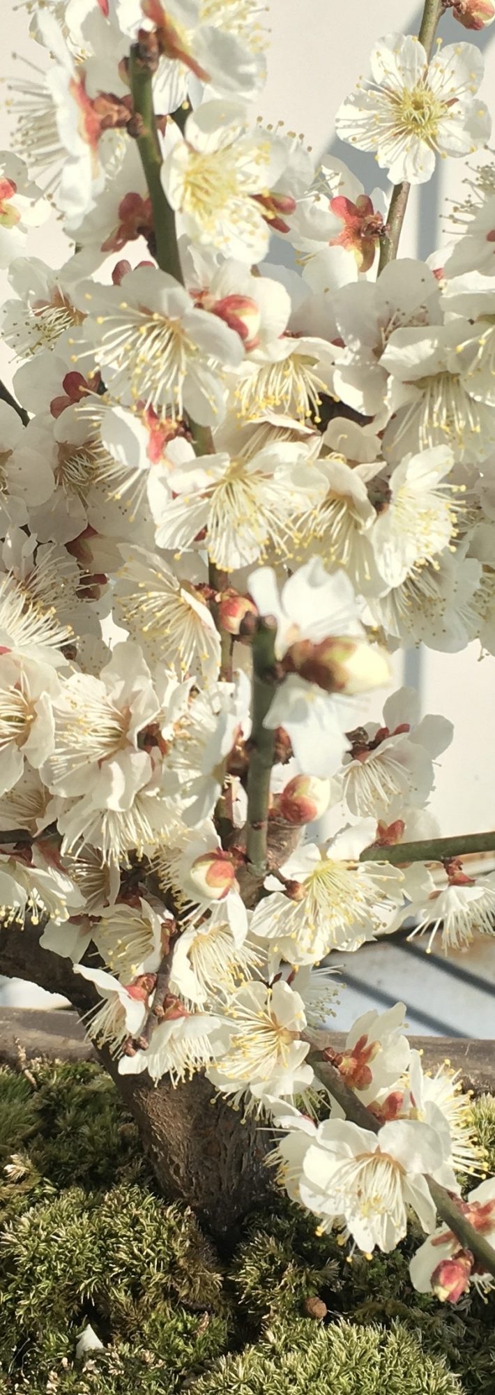 夫が大事に育てていた梅の盆栽