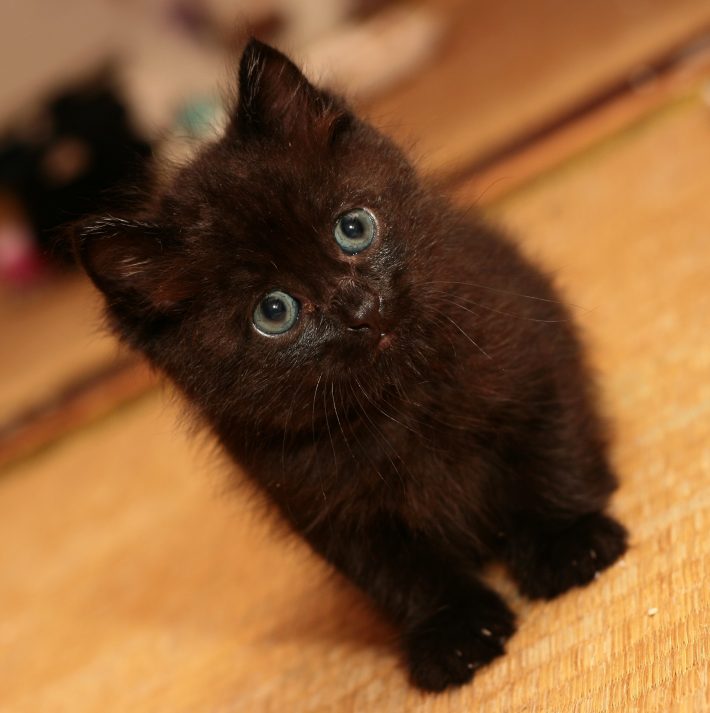 拾われてきたばかりの頃のクロエ（お父さんの撮影）