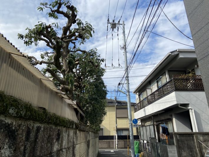 どこに猫がいるか、わかりますか？