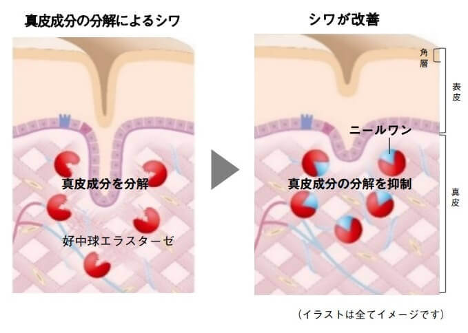 シワ改善メカニズム