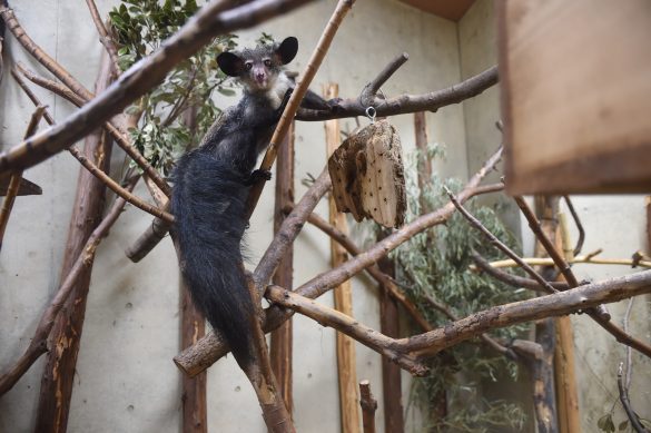 実際のアイアイのビジュアルは?