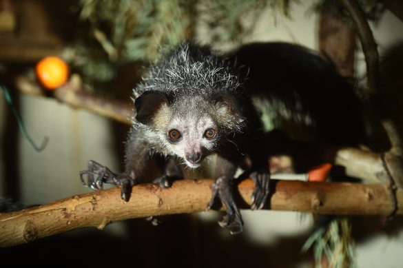 童謡で有名な猿「アイアイ」、歌のイメージと違いすぎてビックリ。どんな動物?