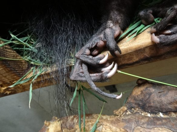 長い~中指を器用に使ってエサを食べる