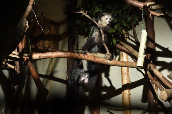 迷信ゆえに殺されてしまうという事実