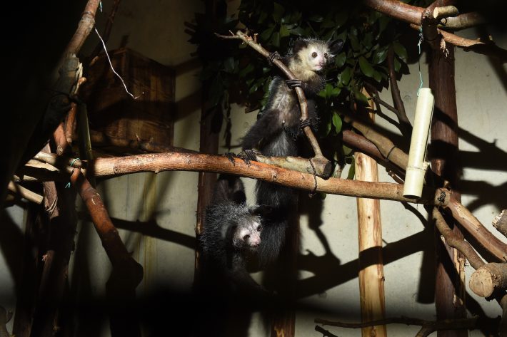 迷信ゆえに殺されてしまうという事実