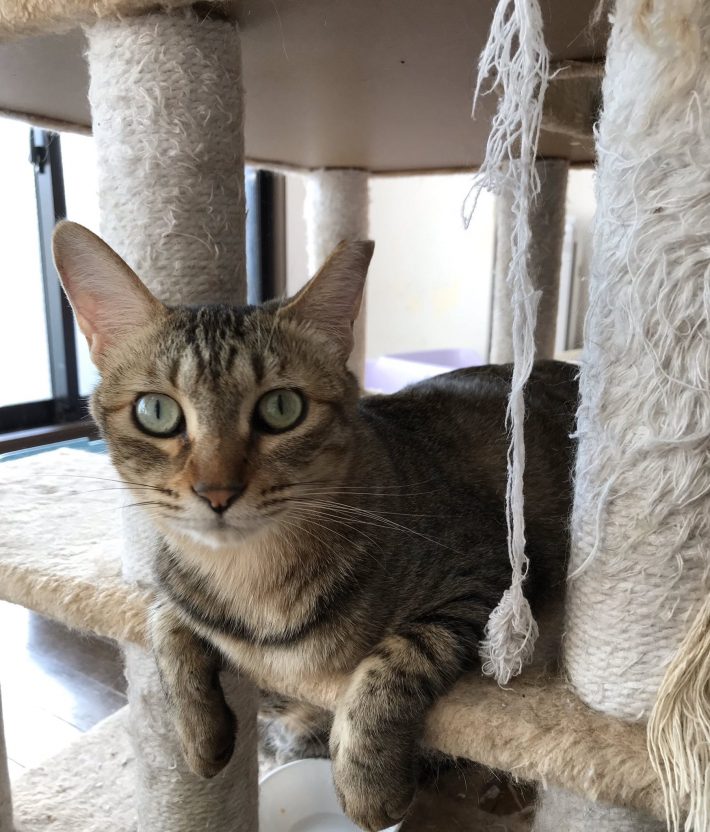 猫ママ2y4mさん宅のジェリーちゃん