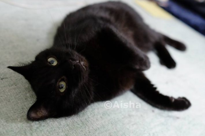 黒猫クロエ。面白くてかわいい子です