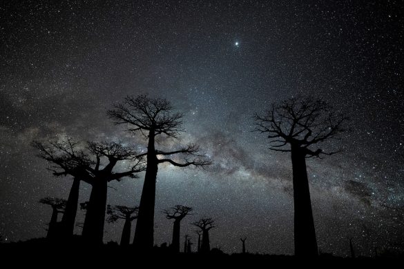 昼間は寝ていて、暗くなると活動を始める夜行性