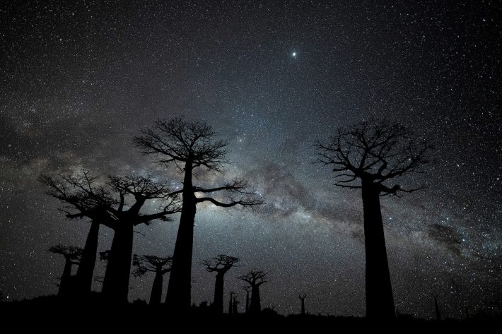 昼間は寝ていて、暗くなると活動を始める夜行性