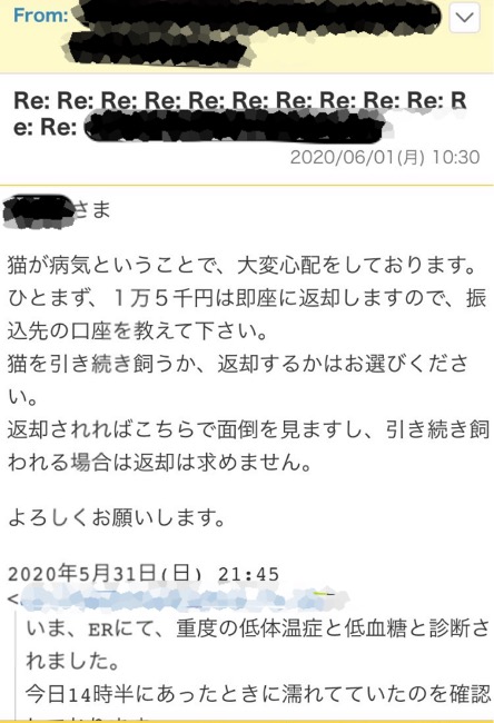 猫の譲渡詐欺6