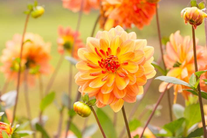 「ま、いっか」が合言葉