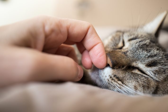 家では愛猫ルルにメロメロ