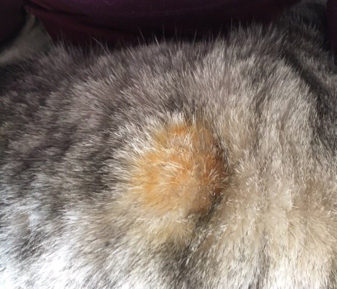 ミロくんの焦げてしまった被毛（画像：eiru4さんツイートより）