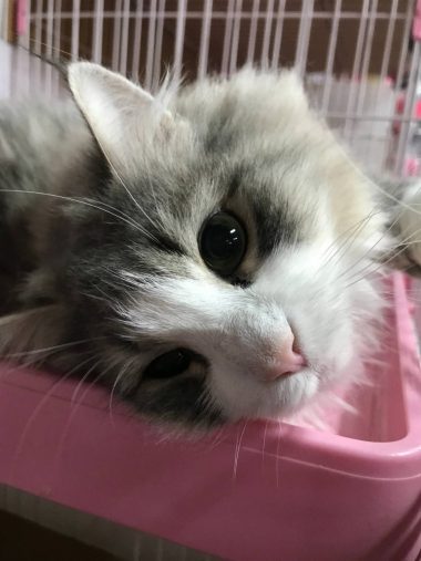 ノルウェージャンフォレストキャットのむーちゃん