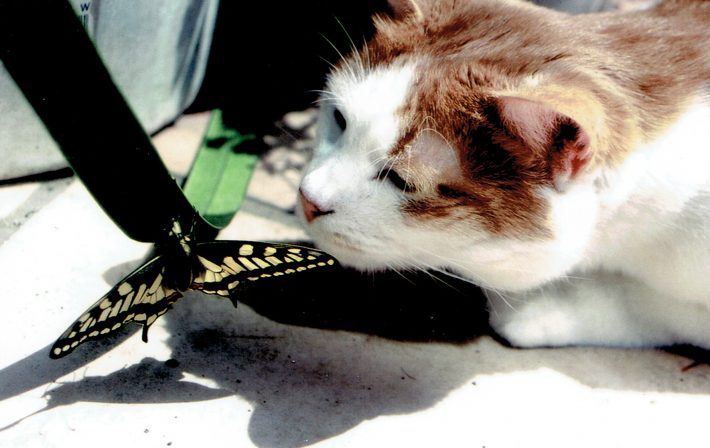 私より猫のほうがこちらの気持ちを読み取っている