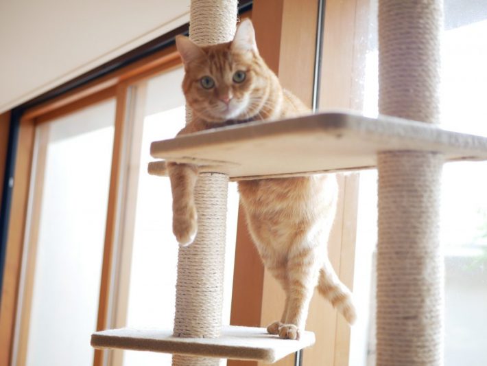 茶トラ猫、ネコ、ねこ