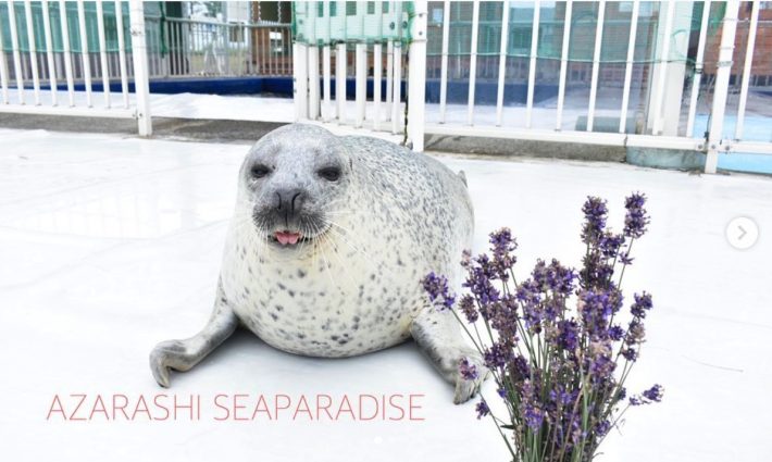 アザラシシーパラダイスInstagram（@aguhiyori）より