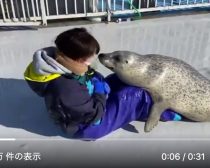 アザラシシーパラダイスTwitterより