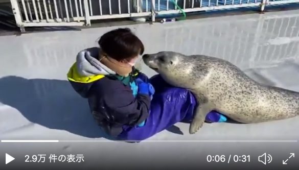 アザラシシーパラダイスTwitterより