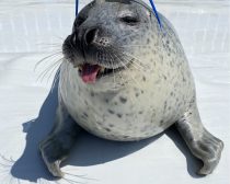 毎年恒例のサングラスショットがかっこいいアグくん