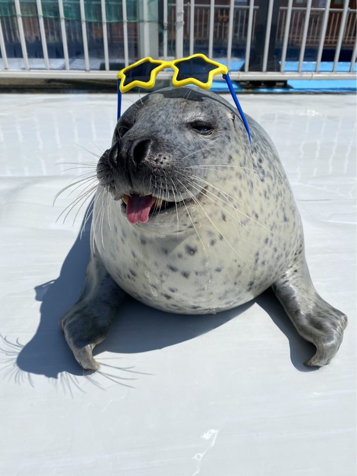 毎年恒例のサングラスショットがかっこいいアグくん