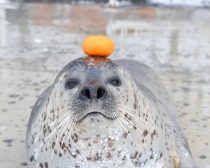 鏡餅になりきる日和ちゃん
