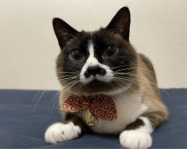 みたらしちゃん