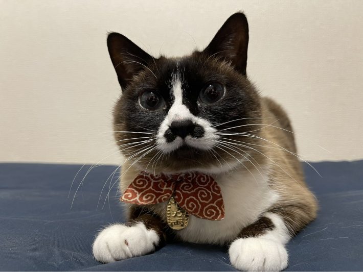 みたらしちゃん