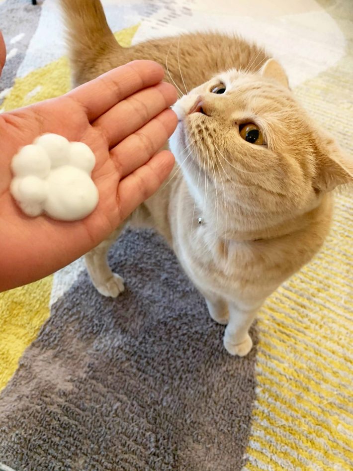 ビオレu 泡スタンプ ハンドソープ にくきゅうで出てくる マイルドシトラスの香セット