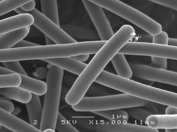 Lactobacillus bulgaricus