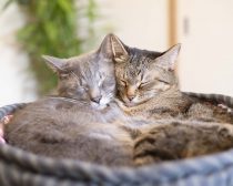 なつくん（左/4歳）とゆずちゃん（右/4歳）