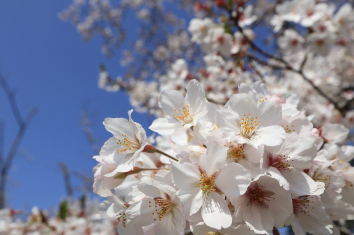 小室圭さん説明文書のボリュームに恐怖