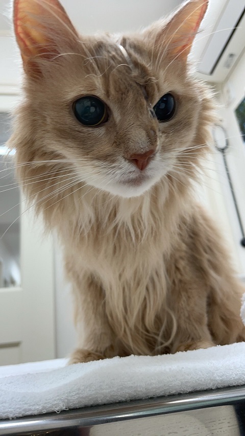 入院していた時のしるく、鼻に給餌をするためのチューブが入っている（画像：「ソマリ猫そま吉のブログ」2021年05月14日投稿より）