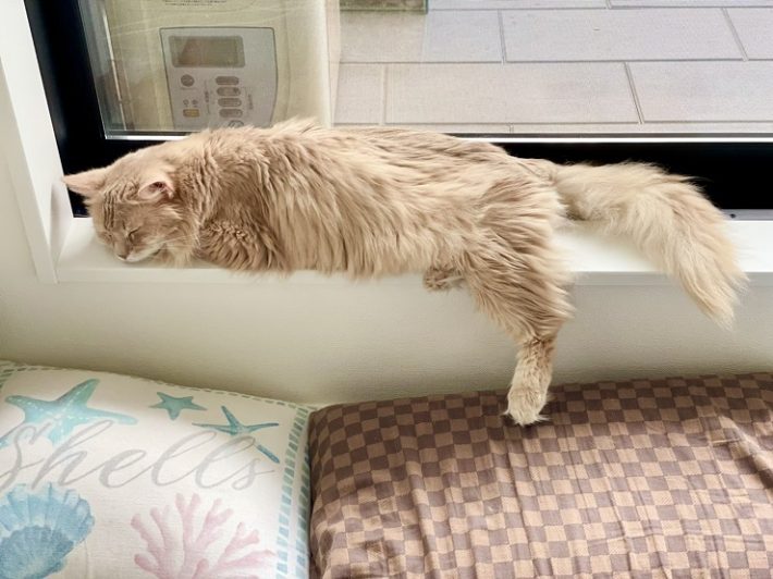 （画像：「ソマリ猫そま吉のブログ」2021年05月26日投稿より）