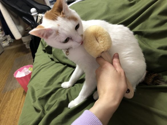 猫の舌と同じように程よい刺激があるのかも