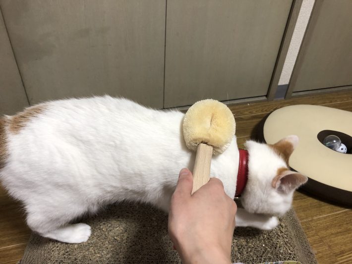 バリバリと爪とぎも始めました