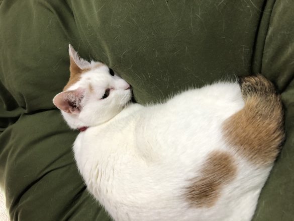 満足したのか再びお昼寝モードに