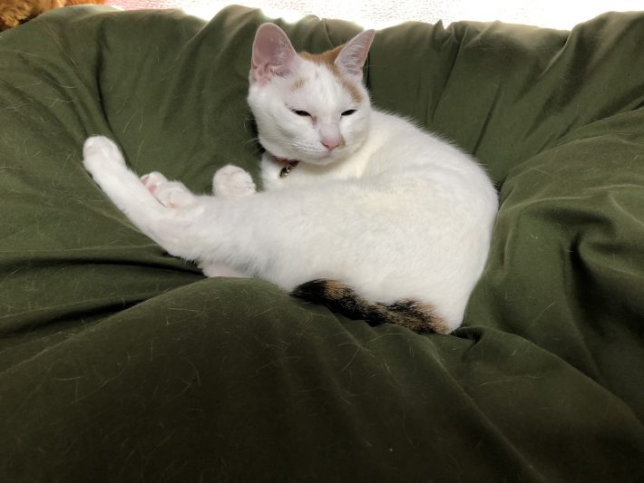 まずは猫用たわしを見せてみた