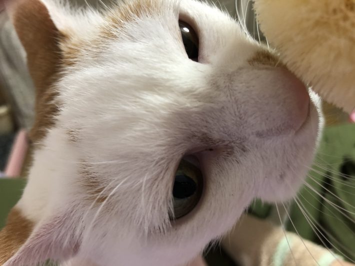 猫用たわしのにおいを嗅ぐ小雪さん