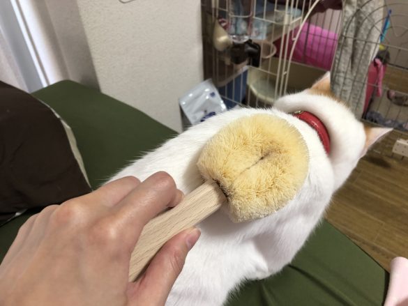 ゴロゴロと喉を鳴らし始めました