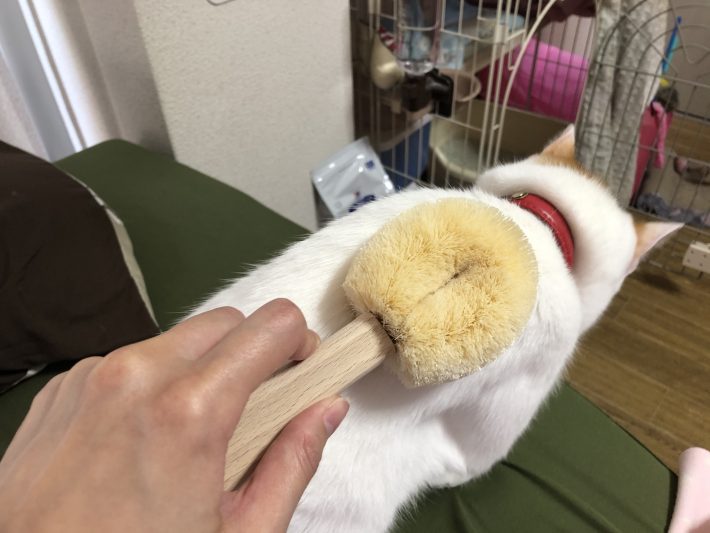 ゴロゴロと喉を鳴らし始めました